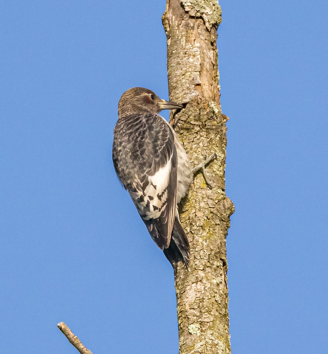 Red-headed Woodpecker - ML622811761