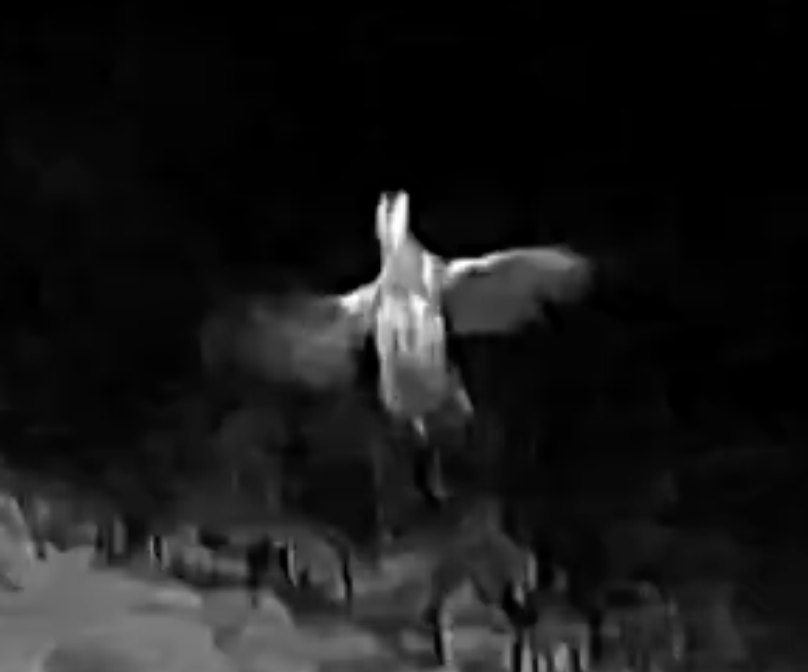 ヤマシギ - ML622811763