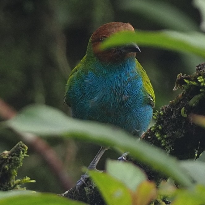 Bay-headed Tanager - Milton Paul