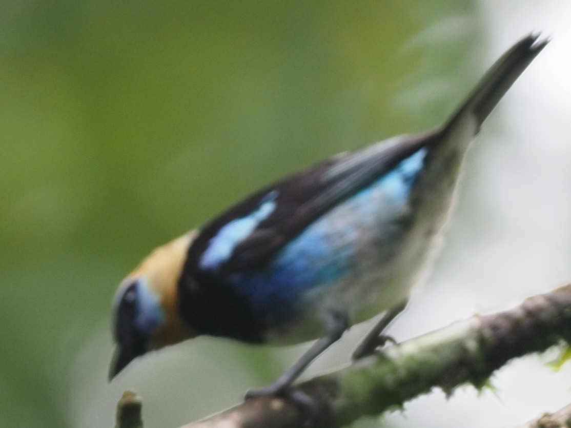 Golden-hooded Tanager - Milton Paul