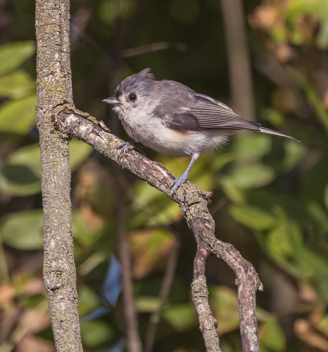 Tufted Titmouse - ML622811776