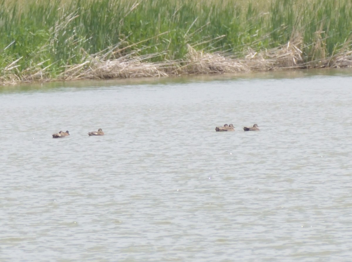 Gadwall - Robert Tonge