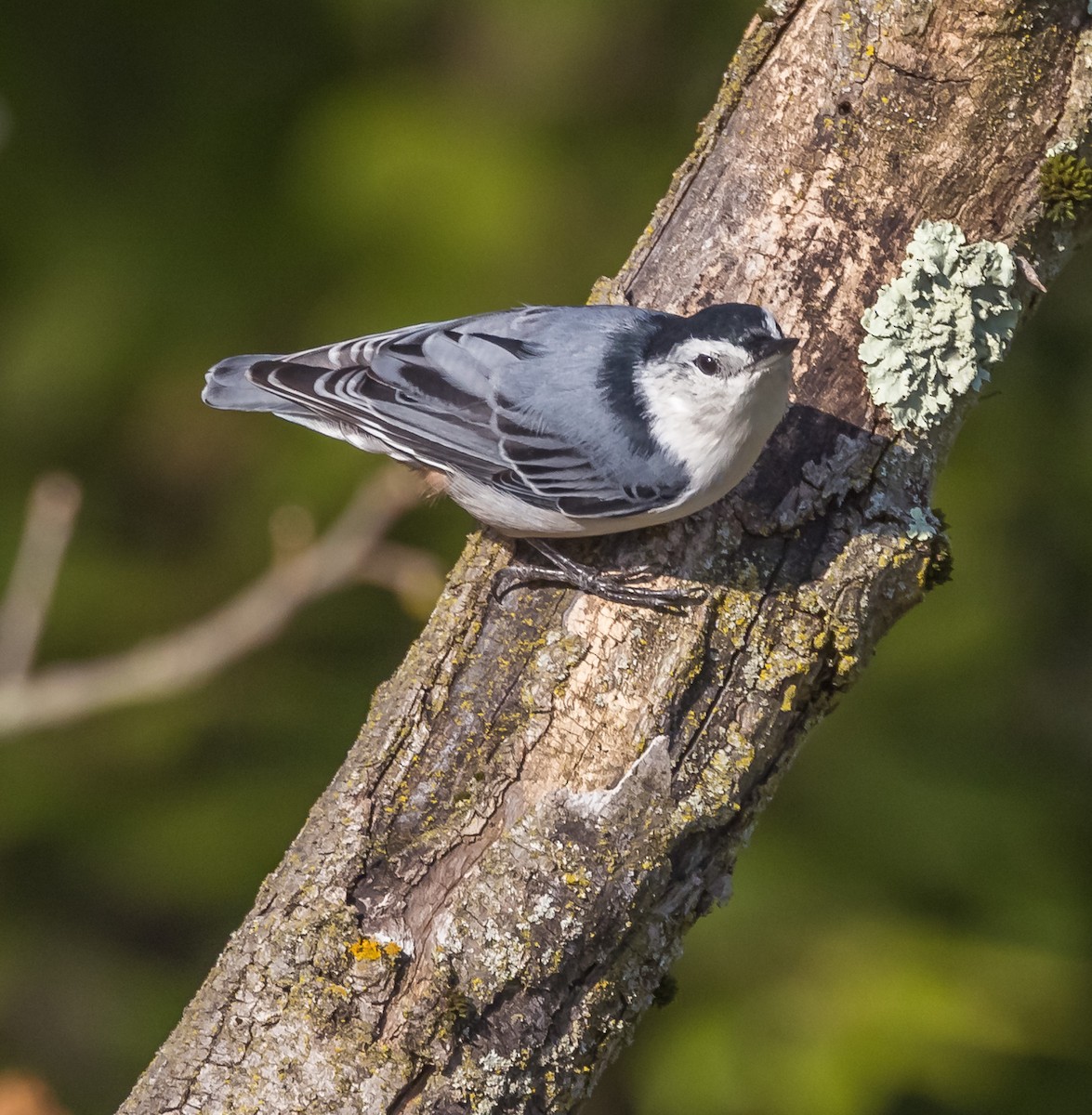 White-breasted Nuthatch - ML622811783