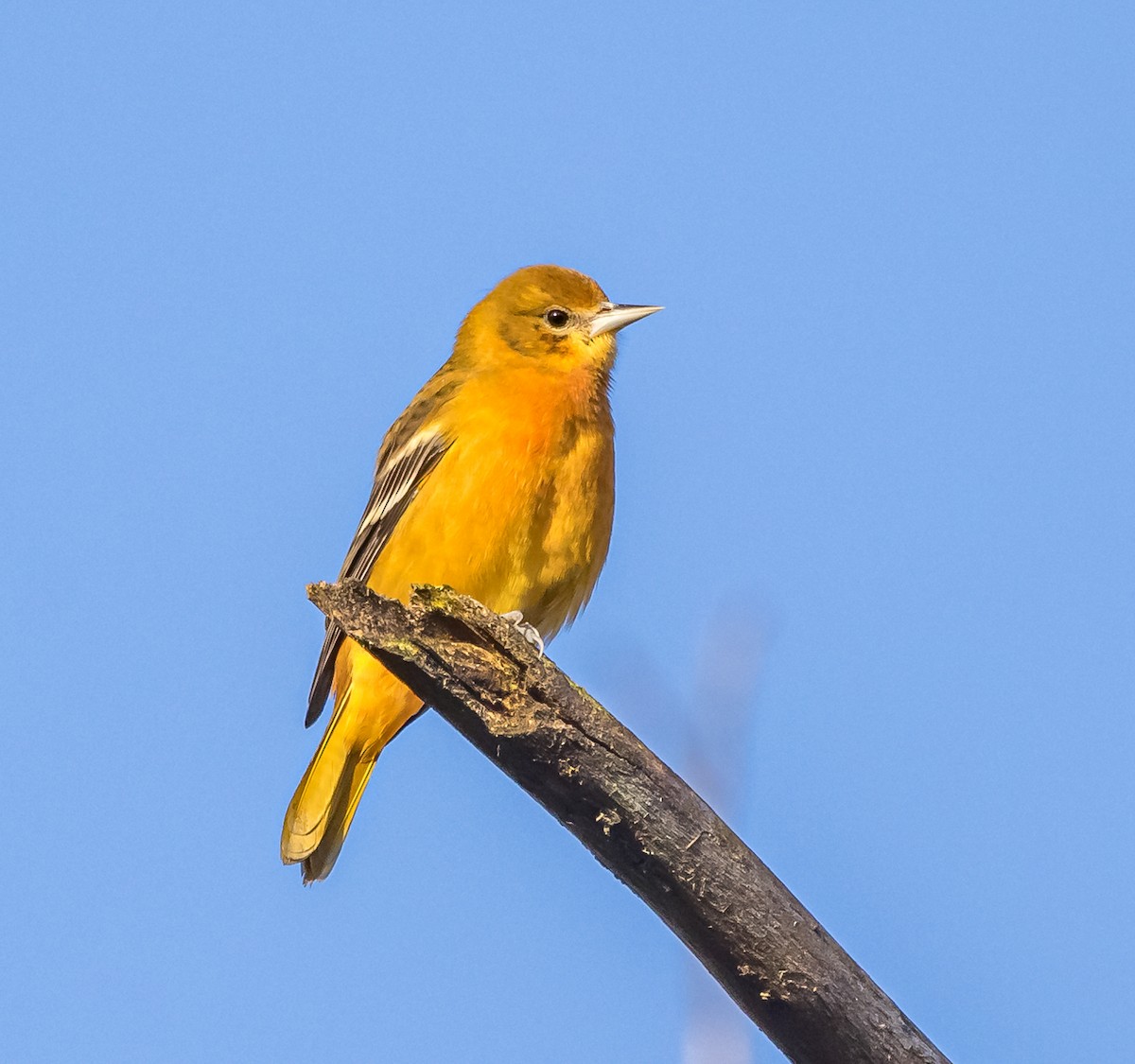 Oriole de Baltimore - ML622811796