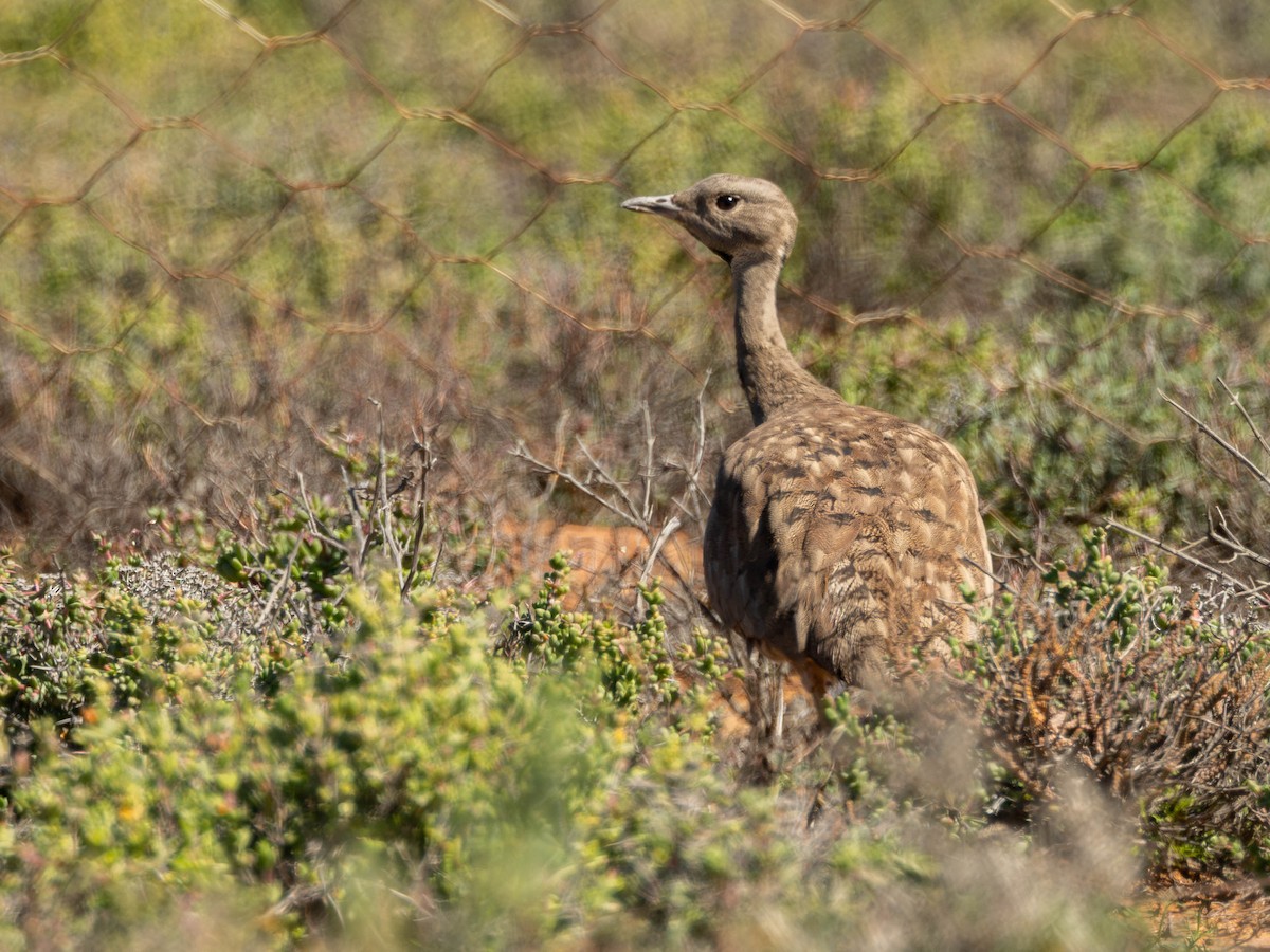 Karoo Bustard - Garret Skead