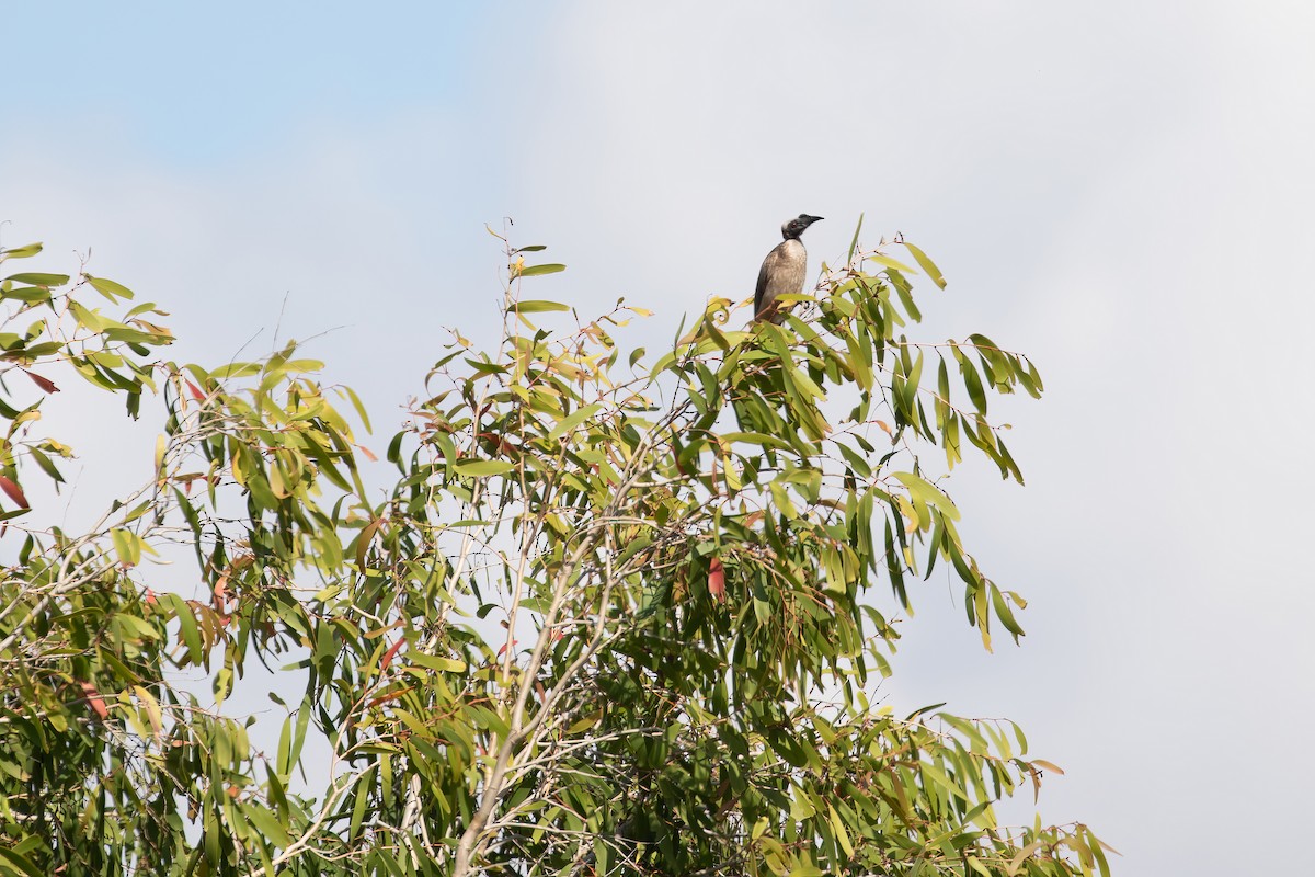 Helmeted Friarbird (Hornbill) - ML622811828