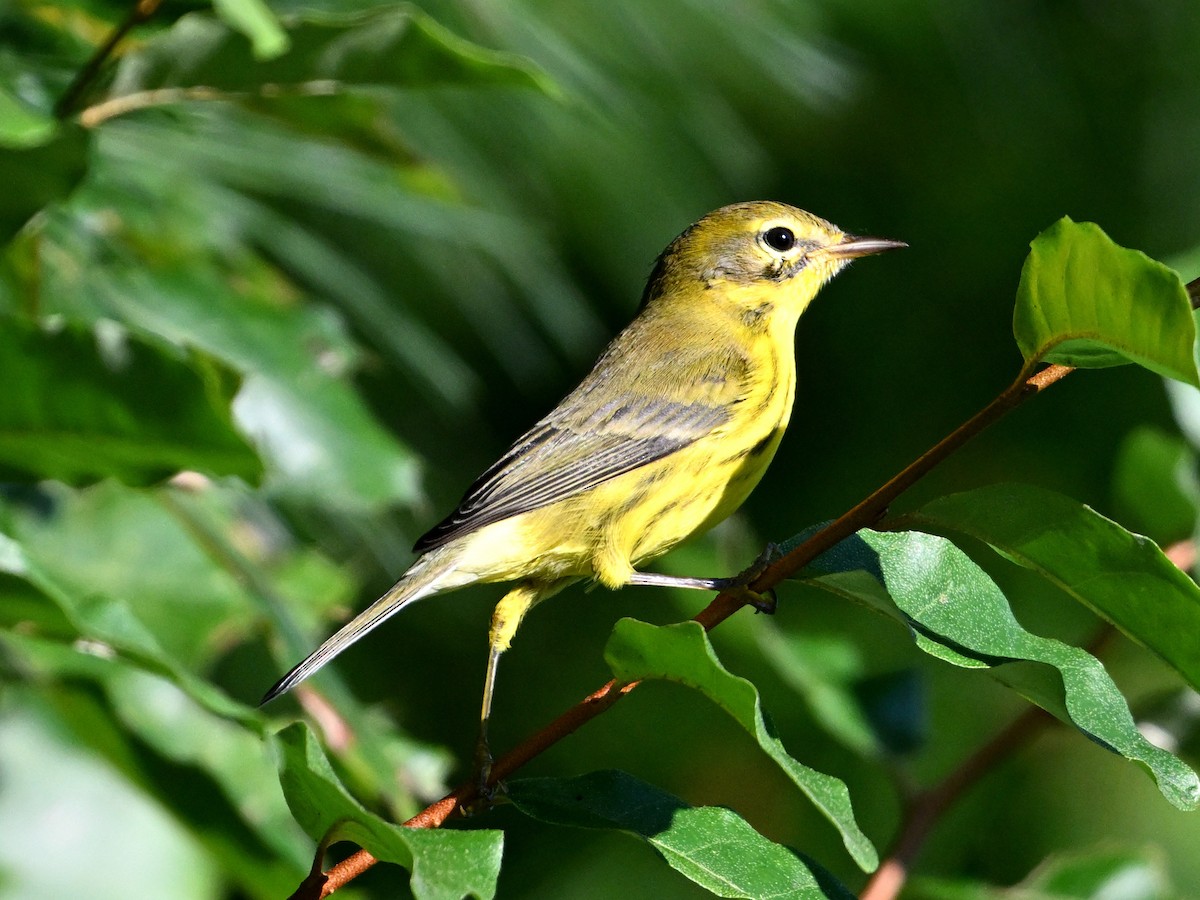 Paruline des prés - ML622811868