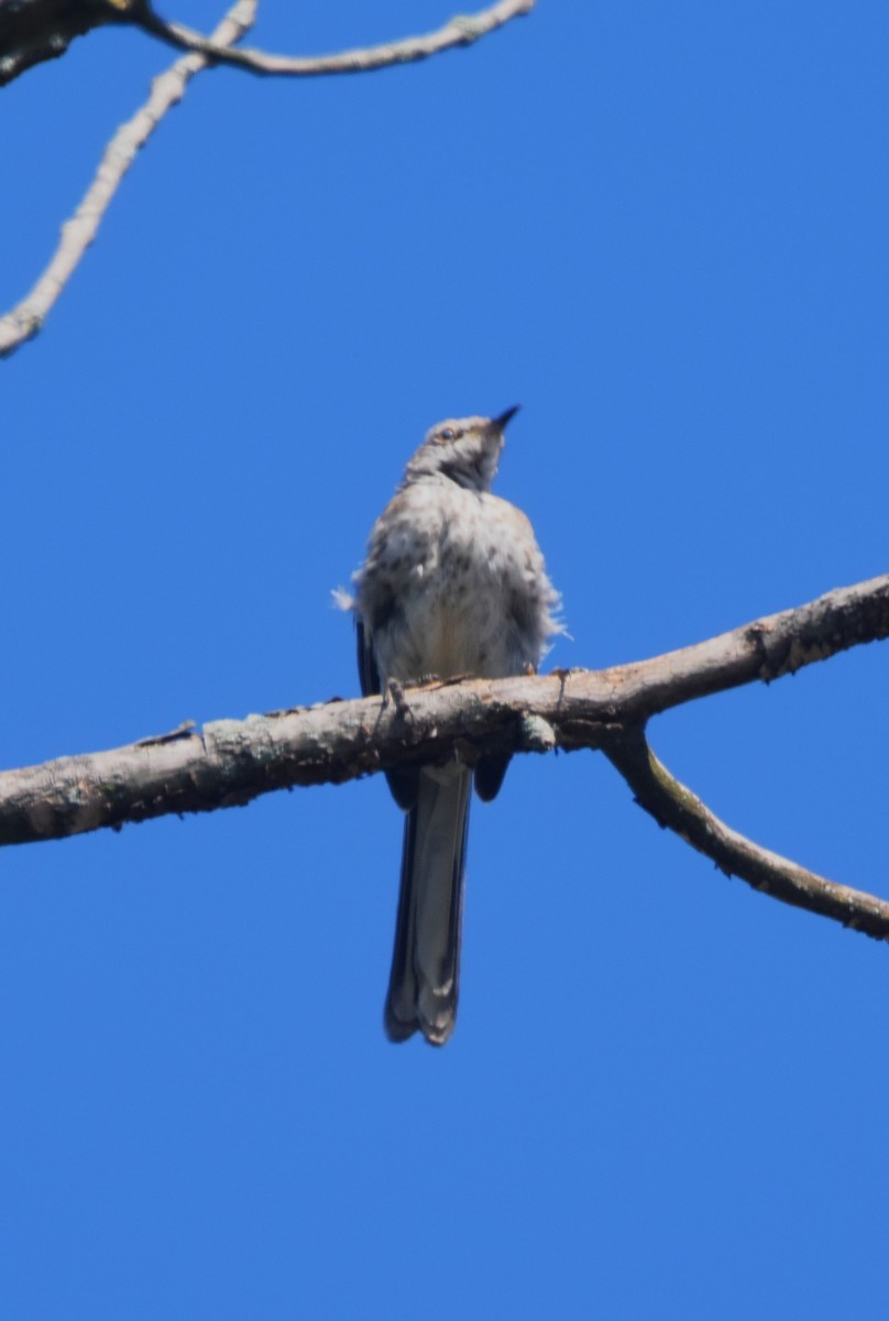 Northern Mockingbird - Old Sam Peabody