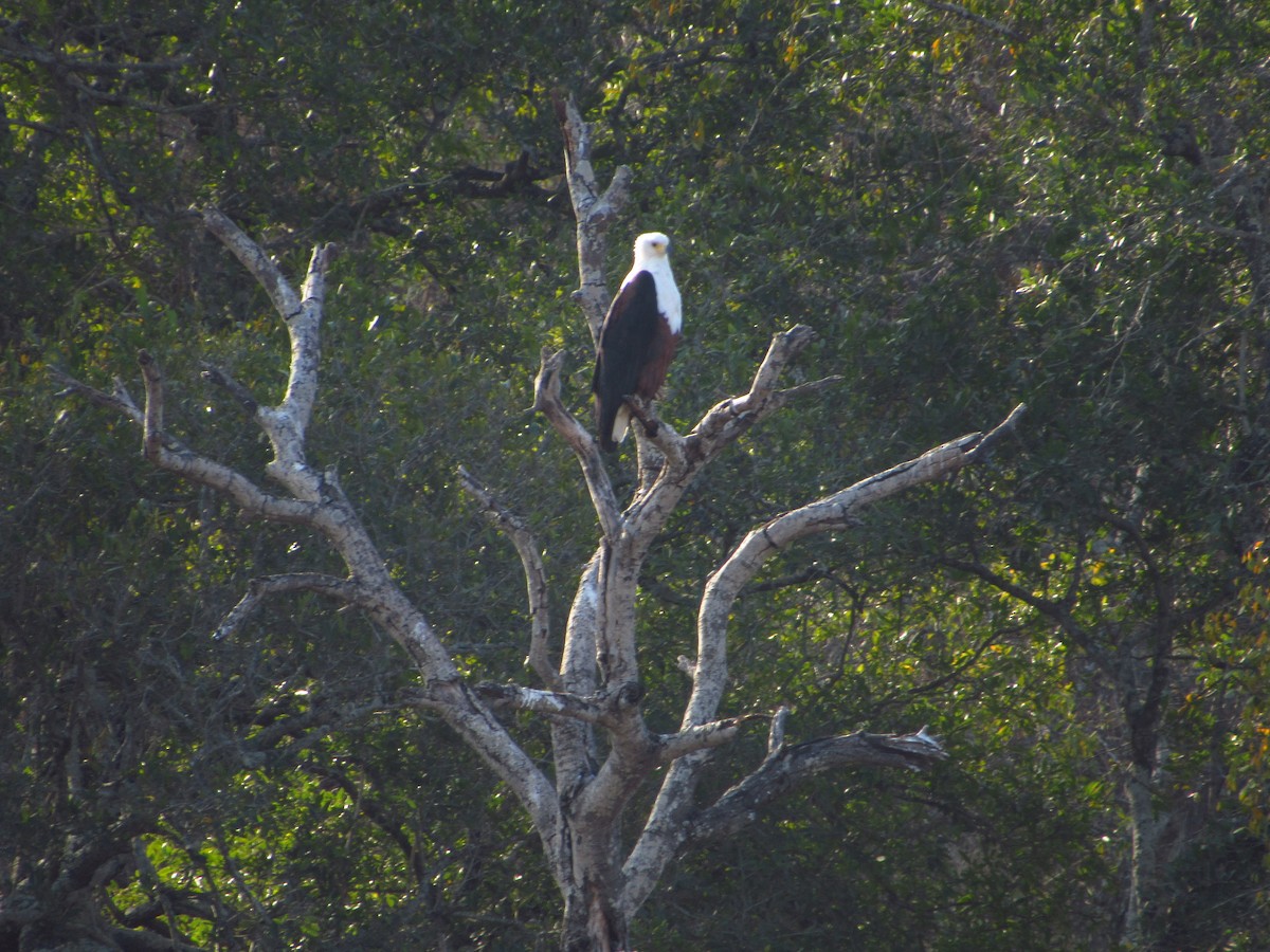 African Fish-Eagle - Eric Ray