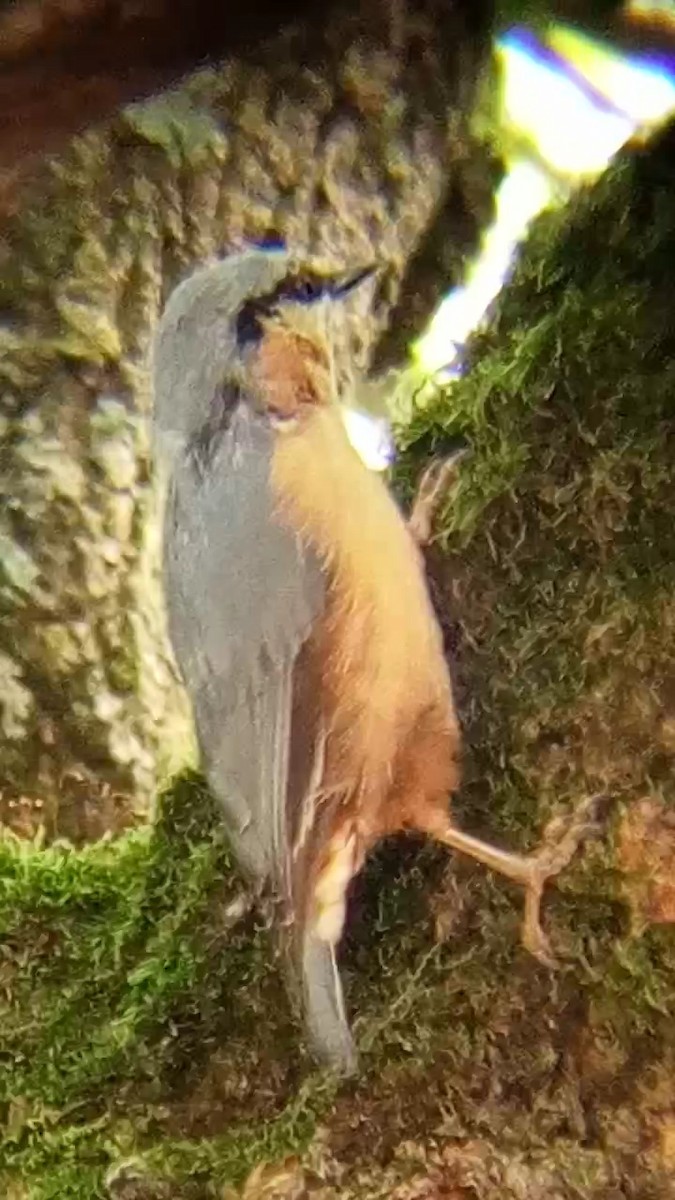 Eurasian Nuthatch - Laurent Pascual-Le Tallec