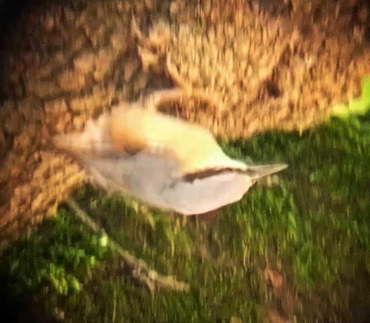 Eurasian Nuthatch - Laurent Pascual-Le Tallec