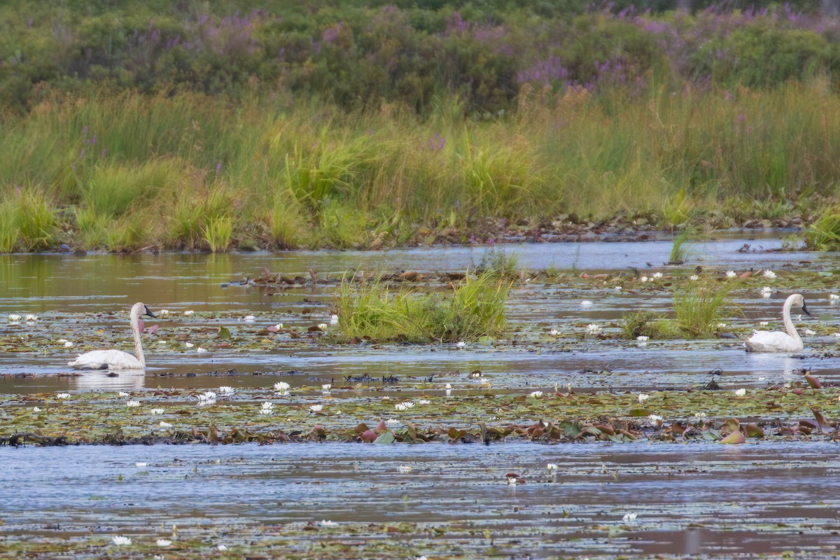 Trumpeter Swan - ML622812041