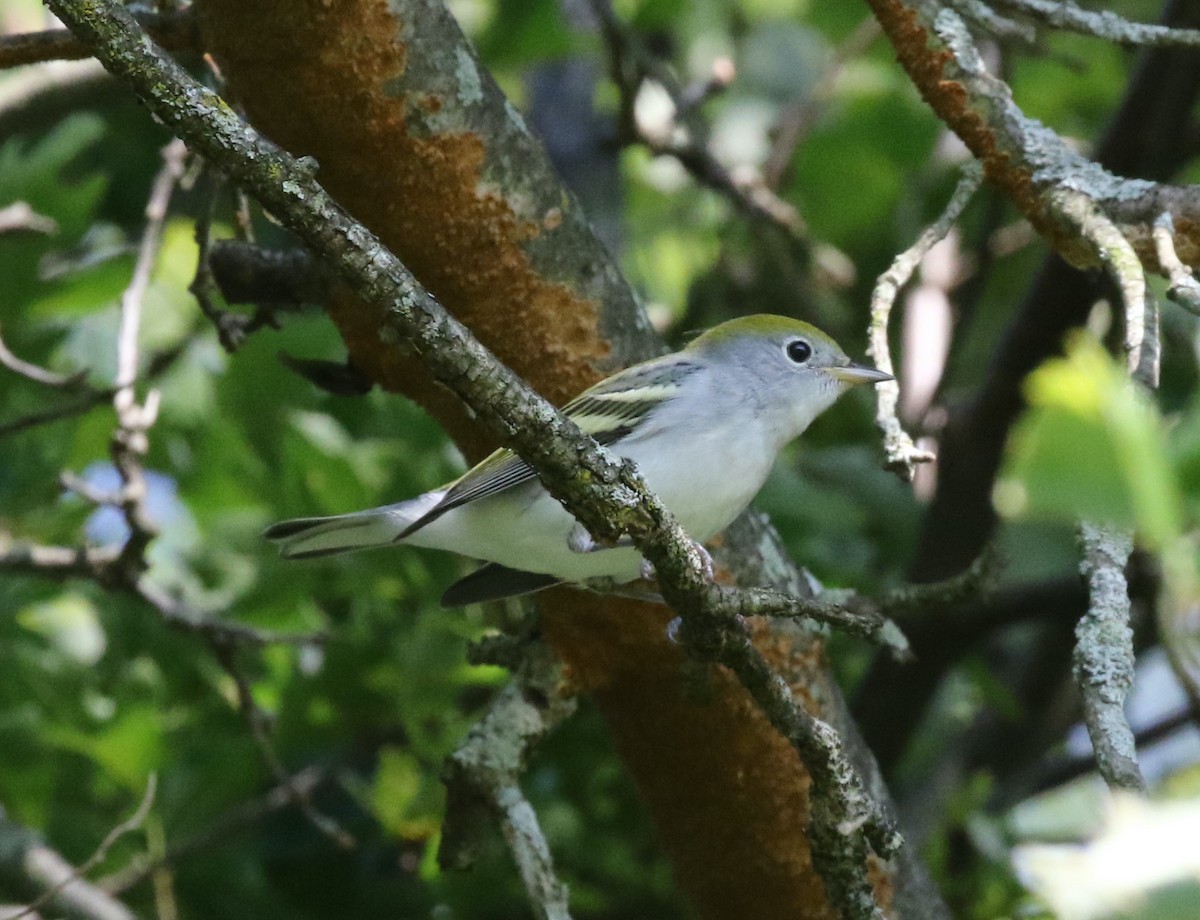 Chestnut-sided Warbler - Andrew Vallely