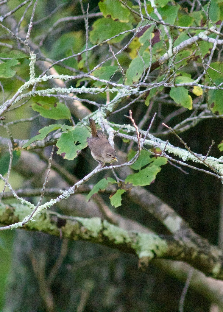 House Wren - S Roberts