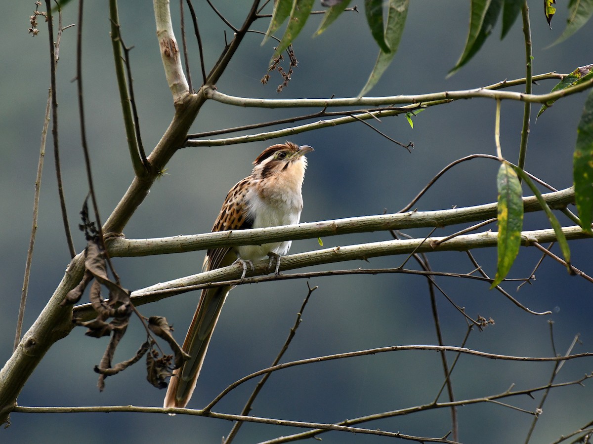 Striped Cuckoo - ML622812067