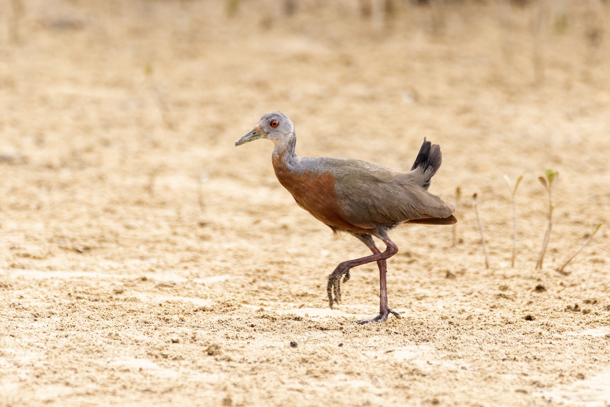 Little Wood-Rail - Eduardo Vieira 17