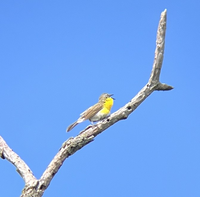 Yellow-breasted Chat - Ryan Salsman