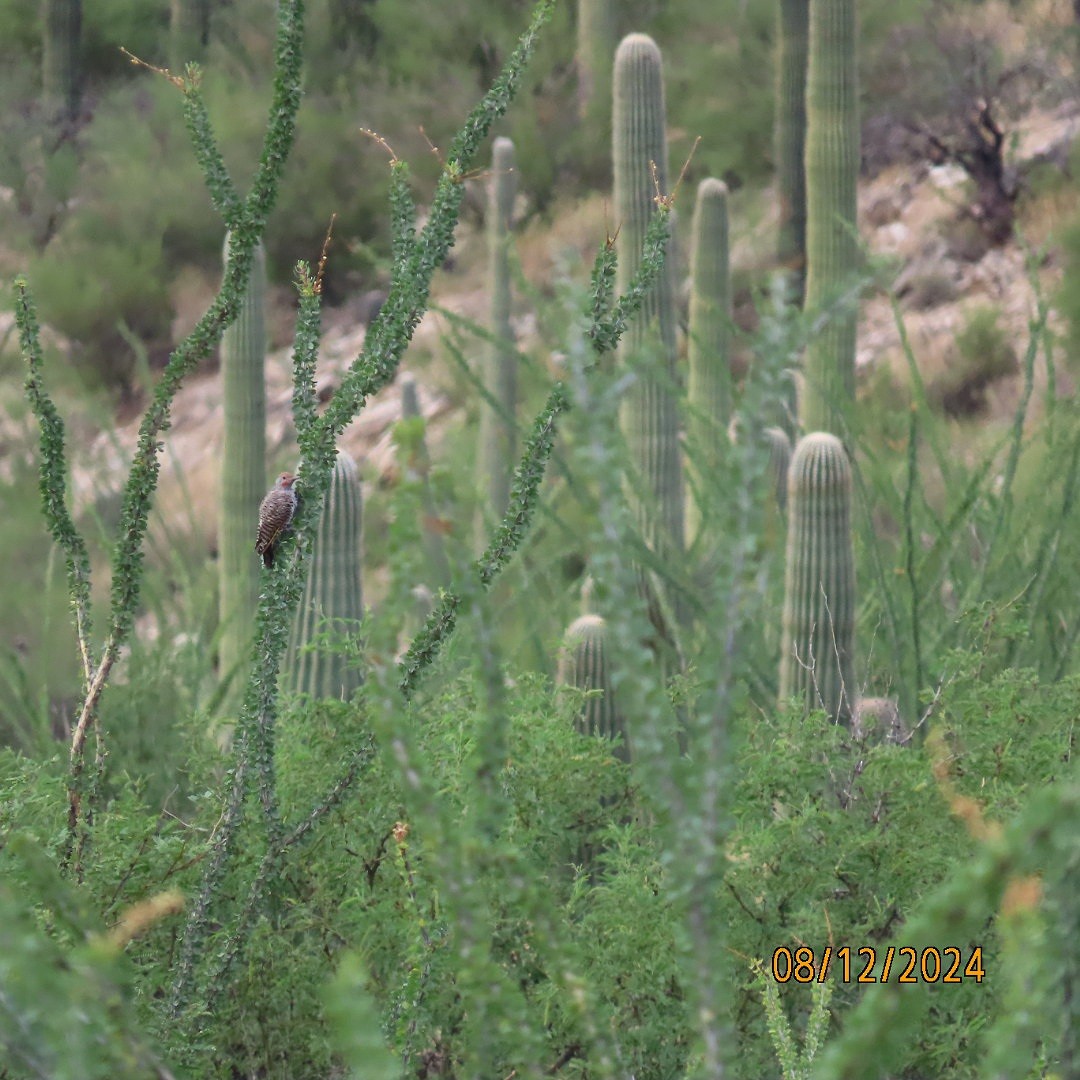 Gilded Flicker - Anonymous