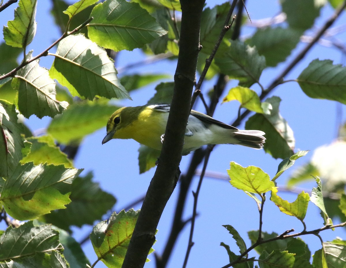 Yellow-throated Vireo - Andrew Vallely