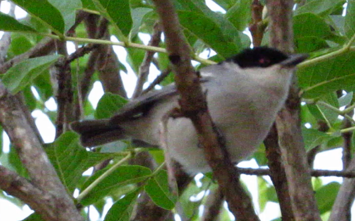 Black-backed Puffback - Eric Ray