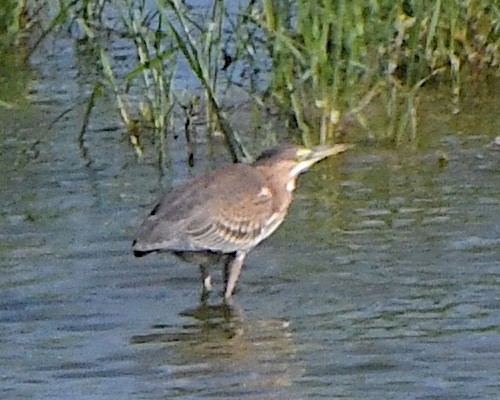 Green Heron - Ted Wolff