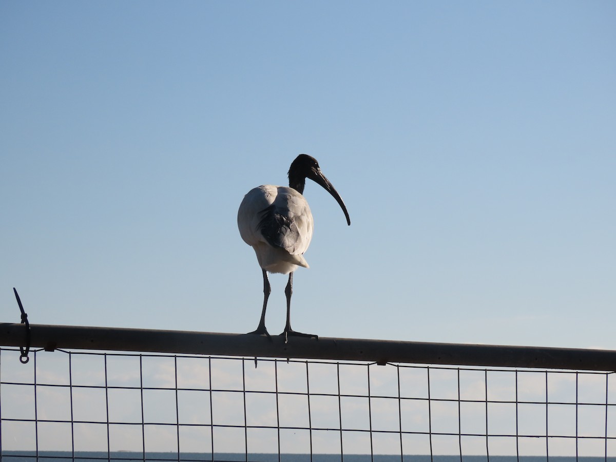 Australian Ibis - Peter Leth