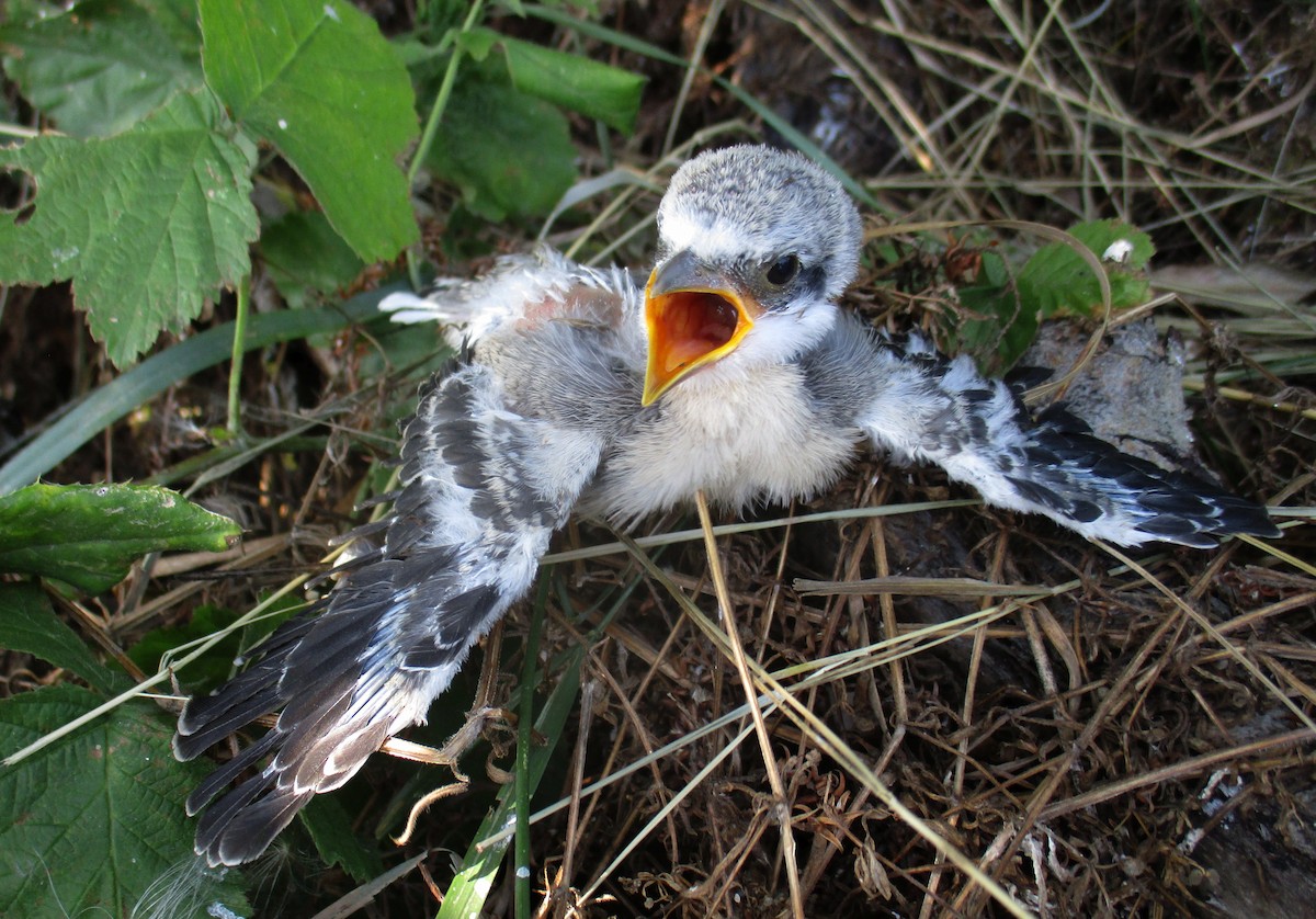 Lesser Gray Shrike - ML622812253