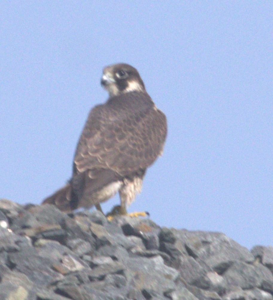 Peregrine Falcon - ML622812274