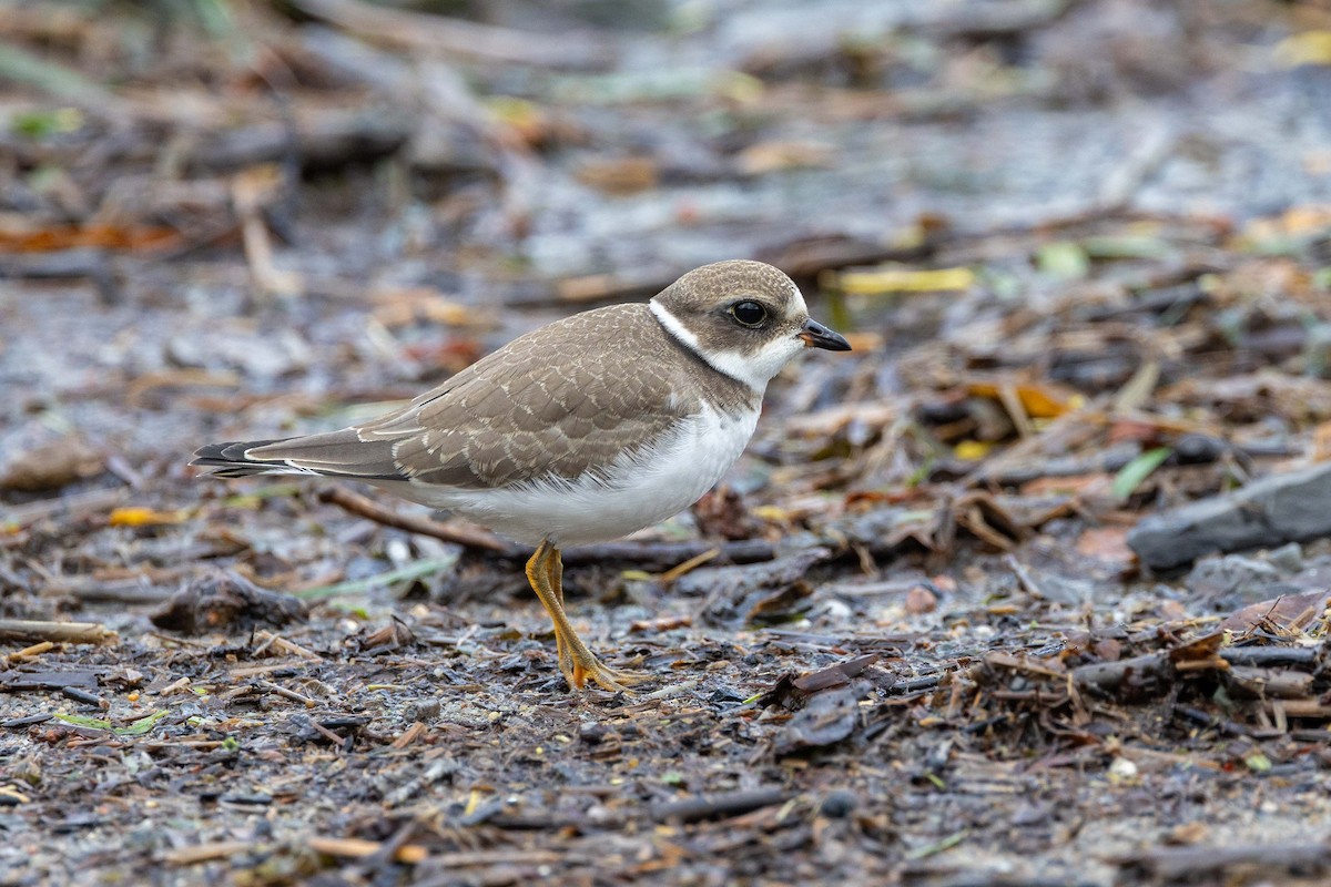 eBird Checklist - 22 Aug 2024 - Pointe de Maizerets - 31 species