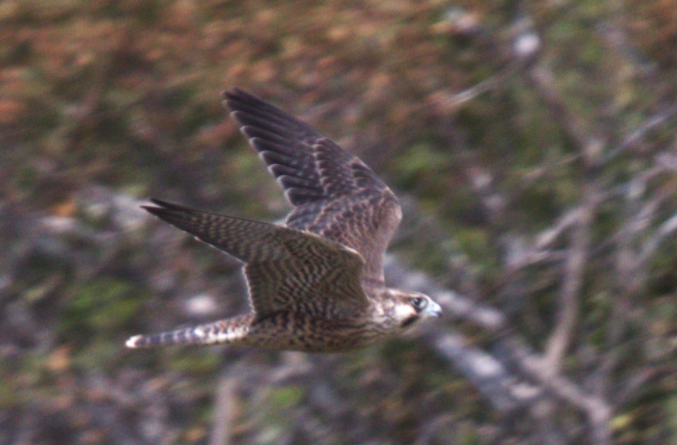 Peregrine Falcon - ML622812301