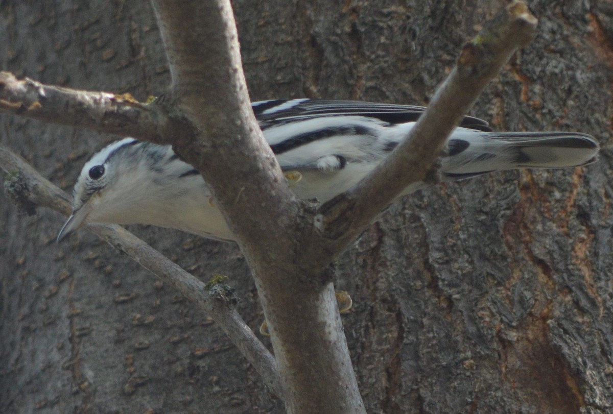 Black-and-white Warbler - Dave Klema