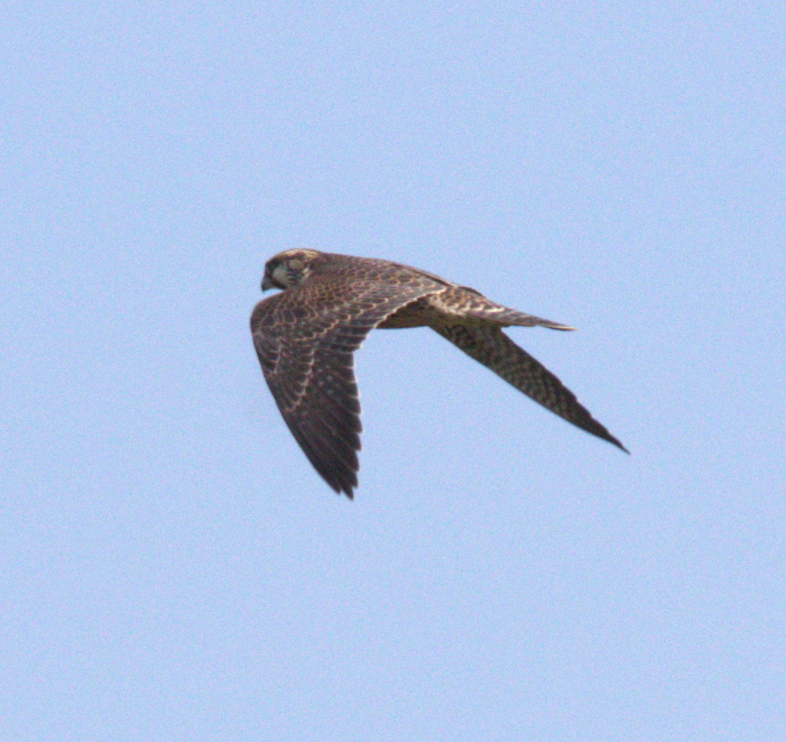 Peregrine Falcon - jeff effinger