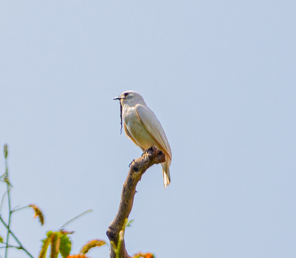 White Bellbird - ML622812365