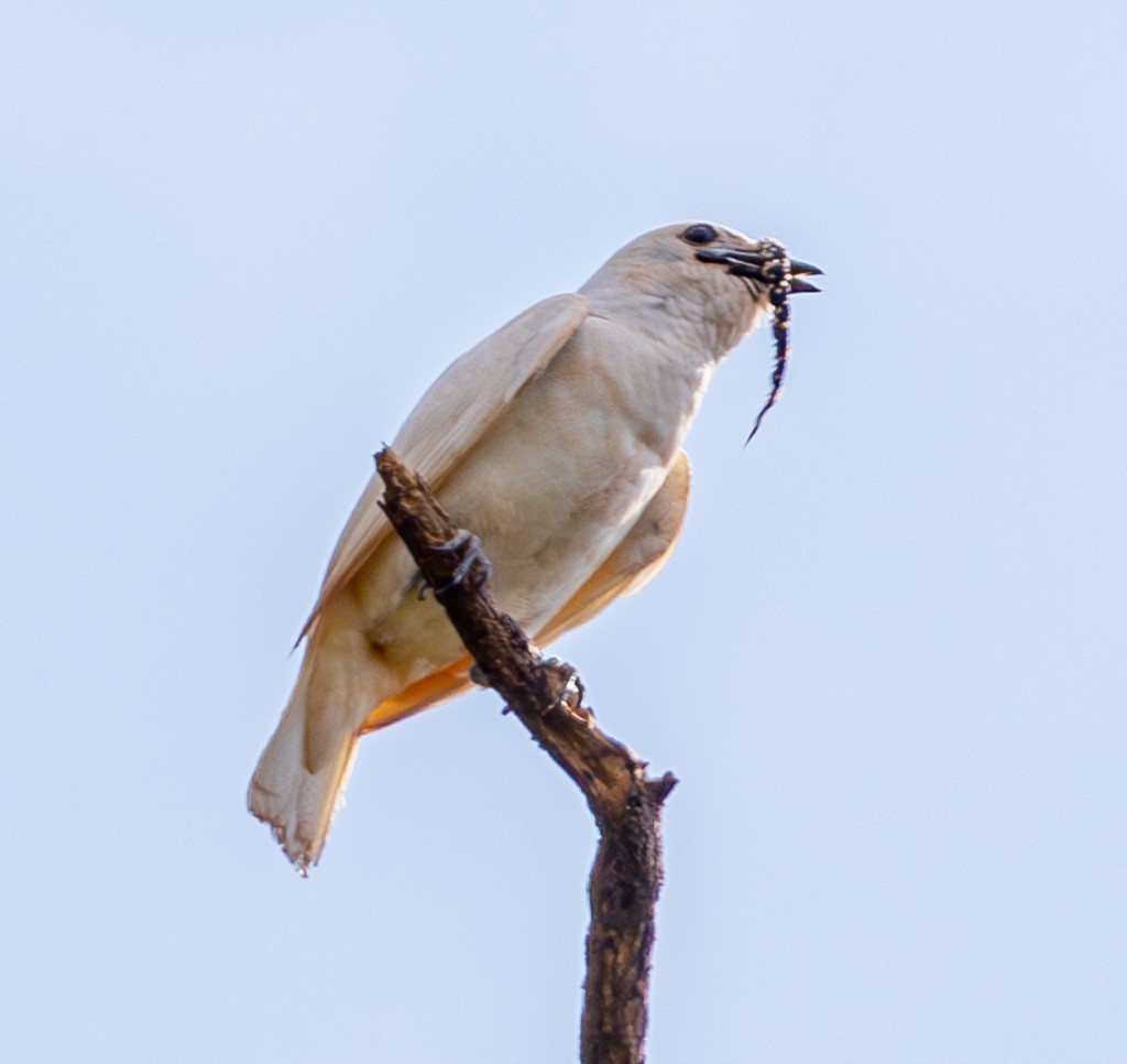 White Bellbird - ML622812366