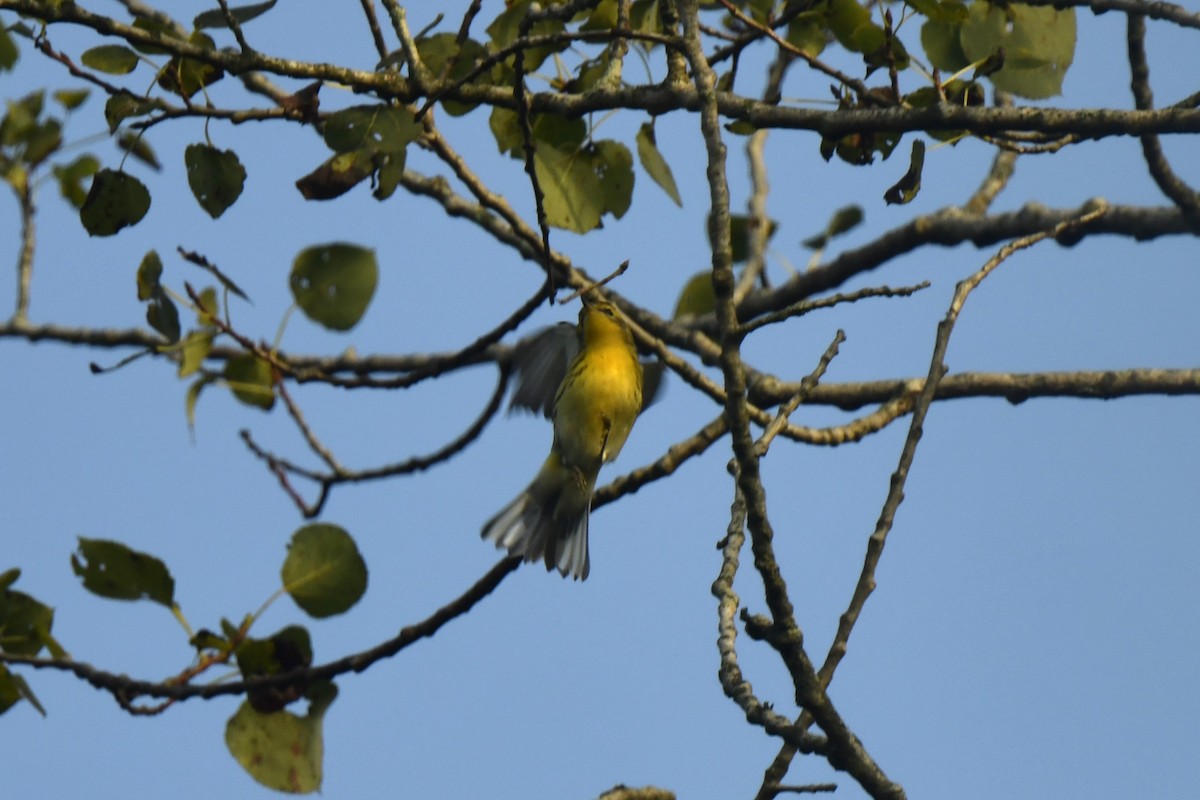 Blackburnian Warbler - Kazumi Ohira