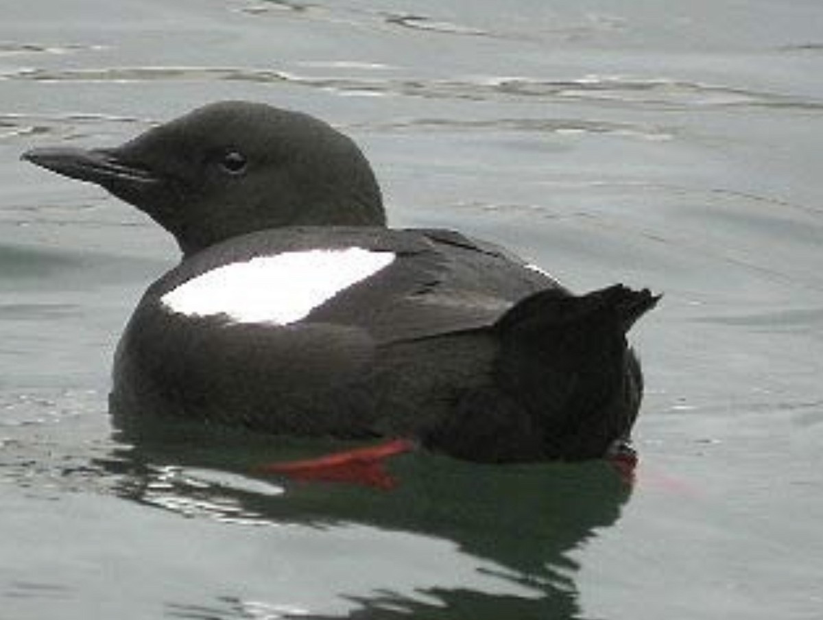 Black Guillemot - ML622812377