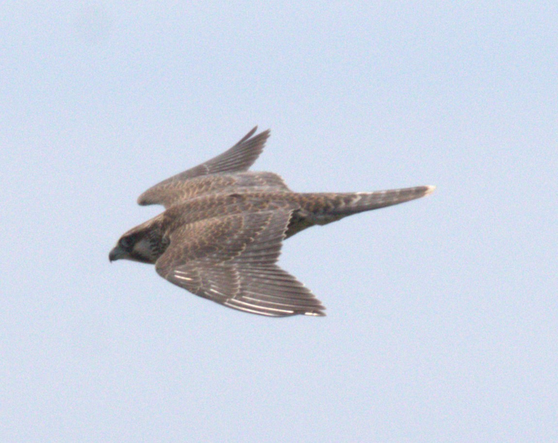 Peregrine Falcon - ML622812387