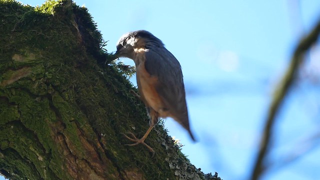 Eurasian Nuthatch - ML622812403