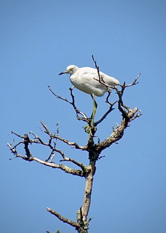 Little Blue Heron - ML622812410