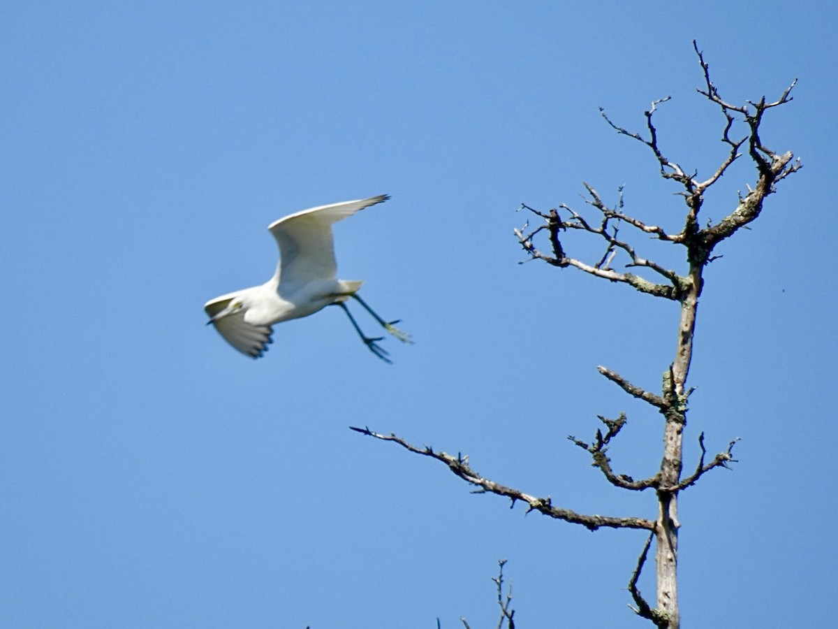 Little Blue Heron - ML622812411