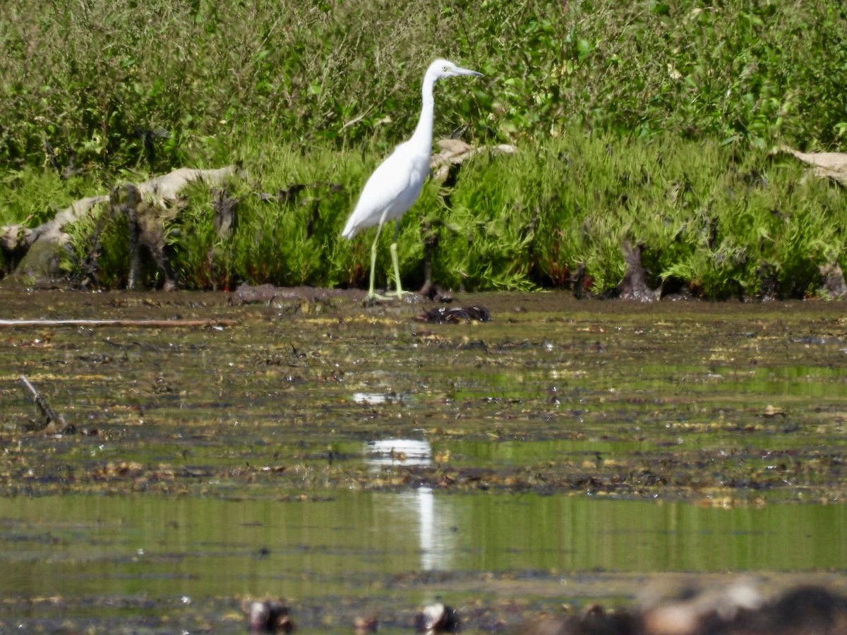 Little Blue Heron - ML622812412