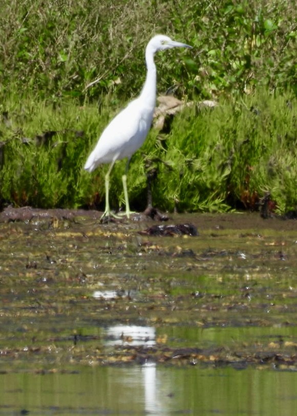 Little Blue Heron - ML622812413