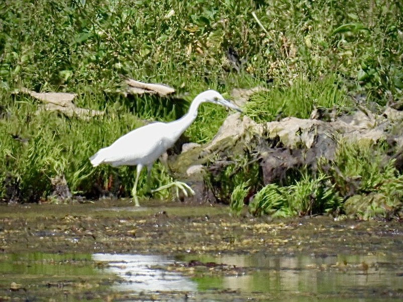 Little Blue Heron - ML622812414