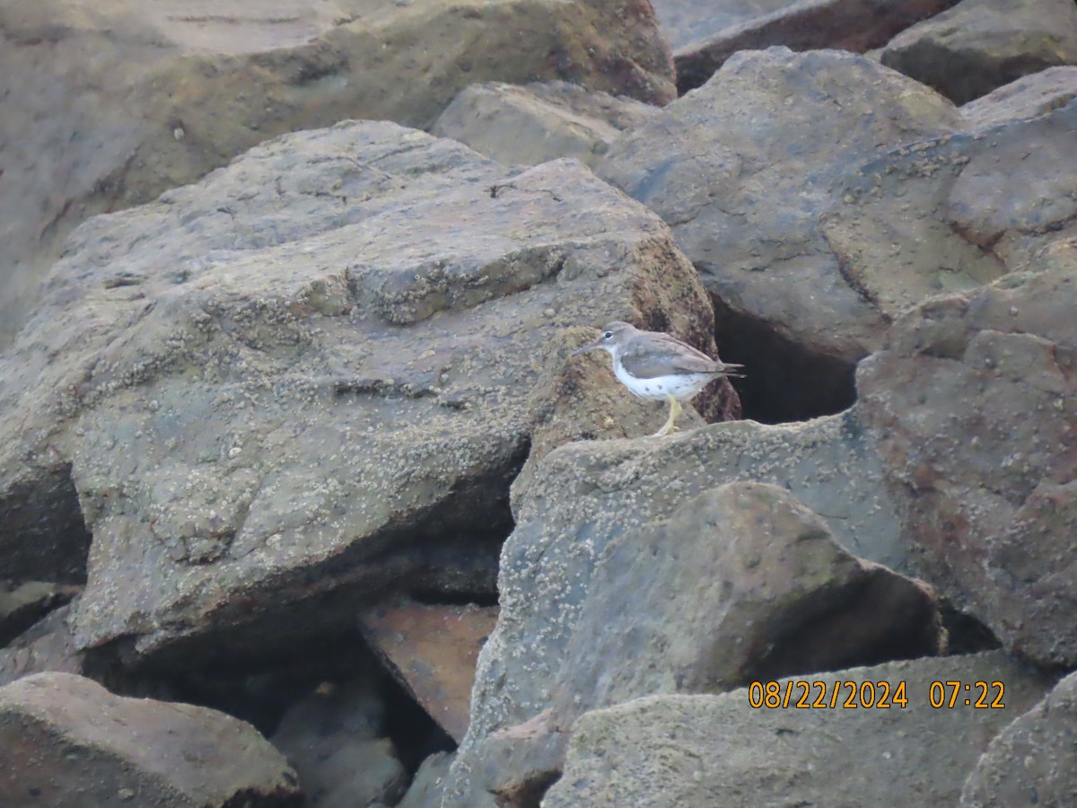 Spotted Sandpiper - Dawn Garcia