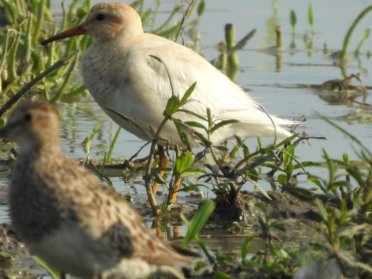 Graubrust-Strandläufer - ML622812500