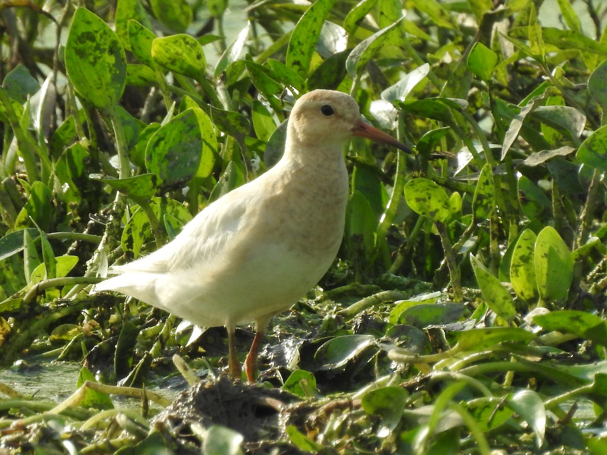 Graubrust-Strandläufer - ML622812522