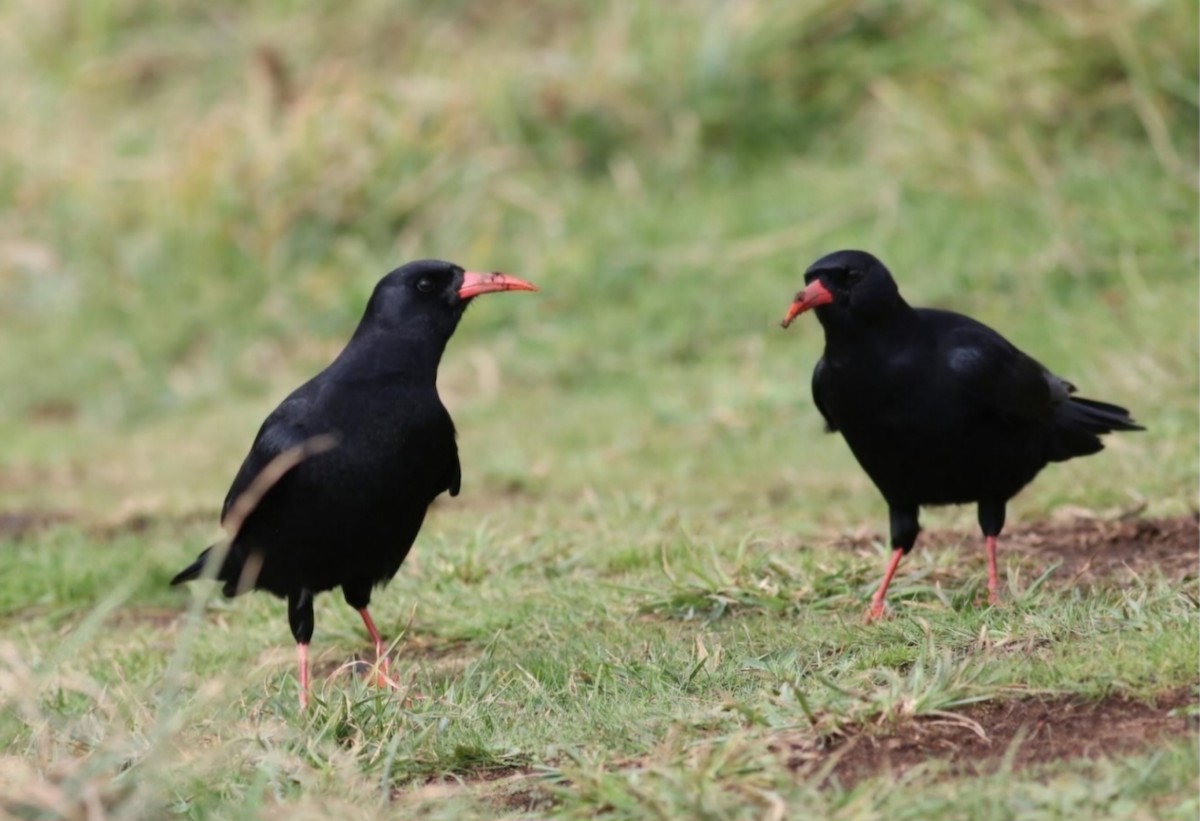 Red-billed Chough - Mark Warren