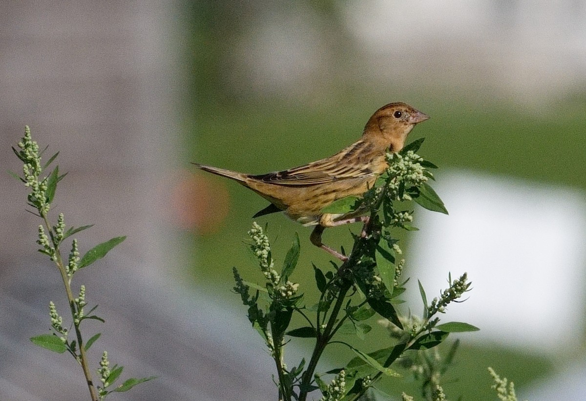 Bobolink - Bill Thompson