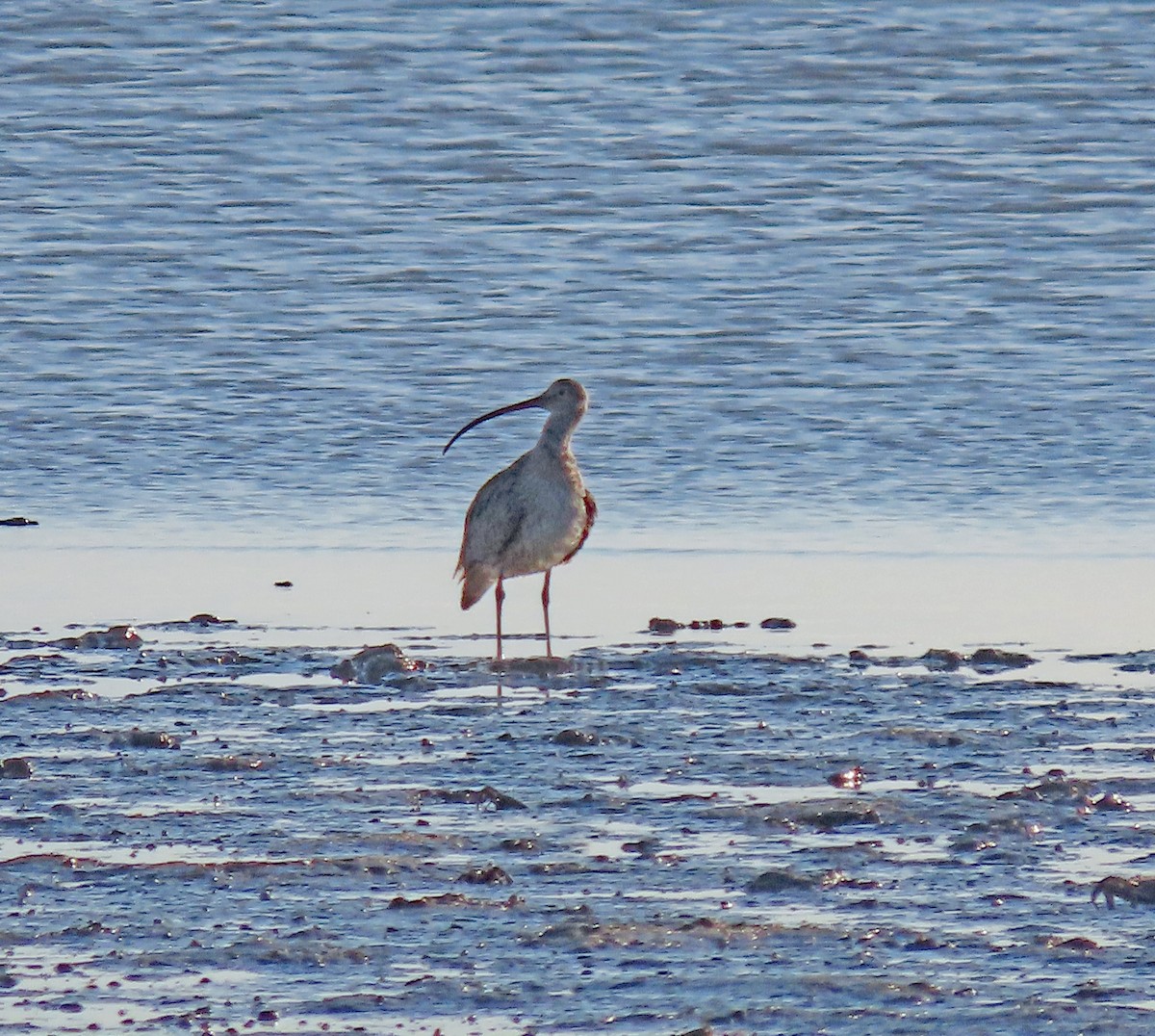 Far Eastern Curlew - Peter Leth