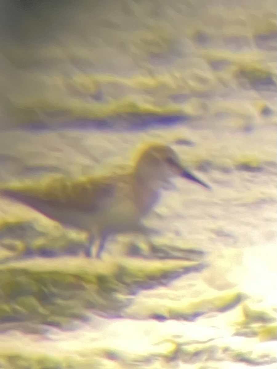 Gambecchio americano - ML622812590